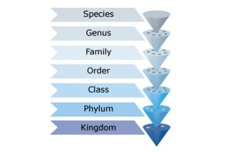 Illustration for article titled Evolution 101: The Missing Link FAQ